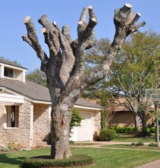 Tree Topping