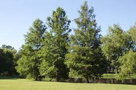 Deciduous Vs Evergreen