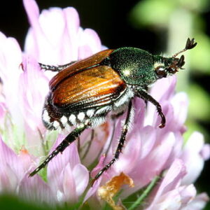 Japanese Beetle